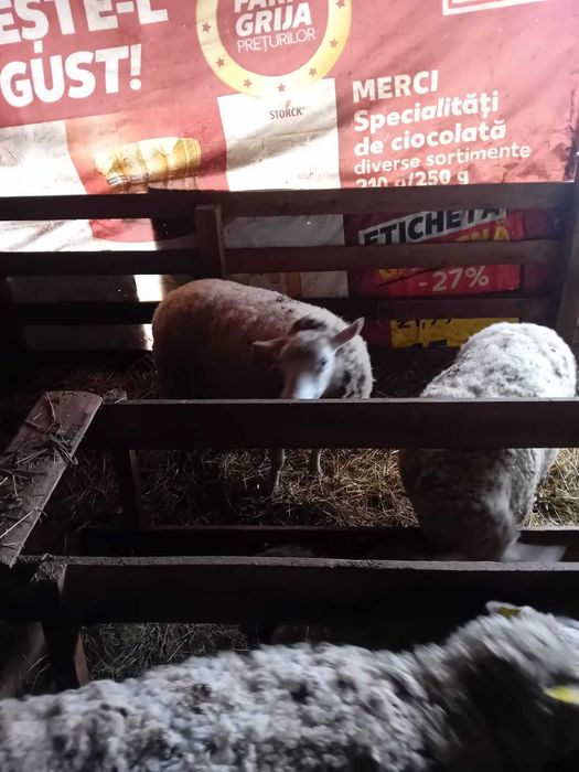 Vand berbec texel varsta 16 luni oaie gestanta mieluta