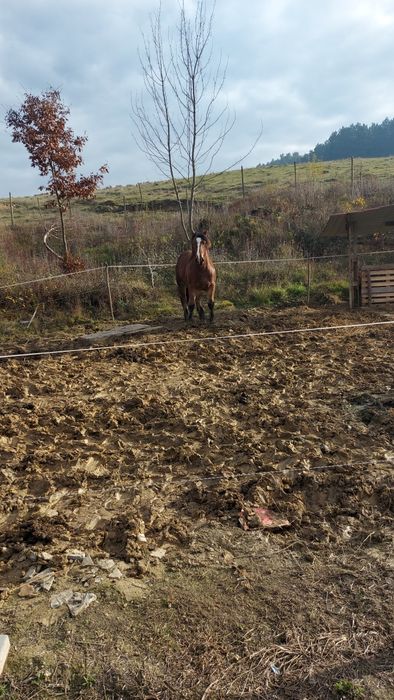 Manza de vanzare 1,6 luni