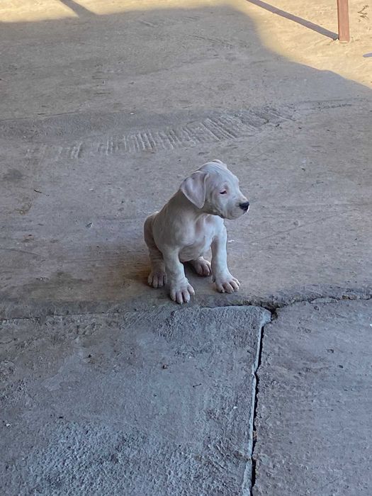 Dog argentino femela