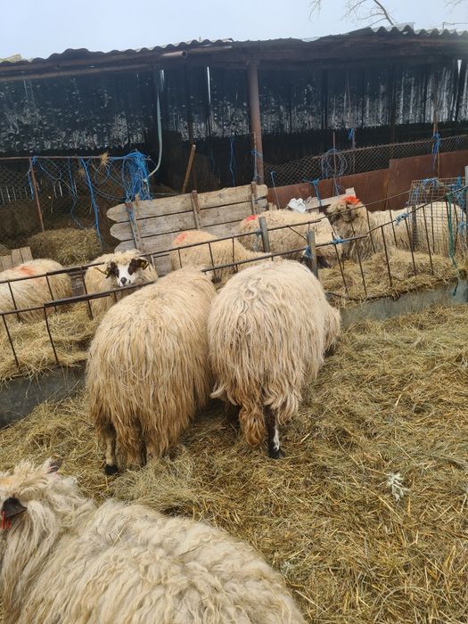 Oi de vănzarela preț bun ,15 buc bortoase ,depuse  5 buc cu miei lângă