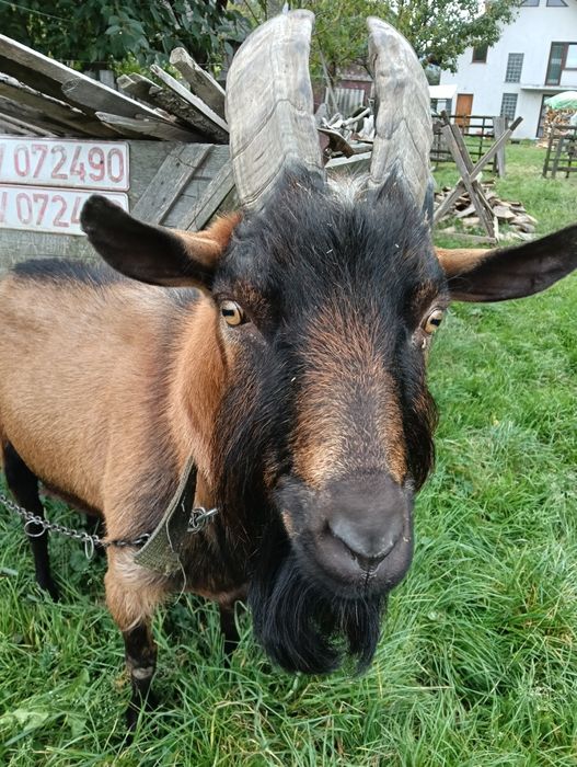 Țap alpin francez