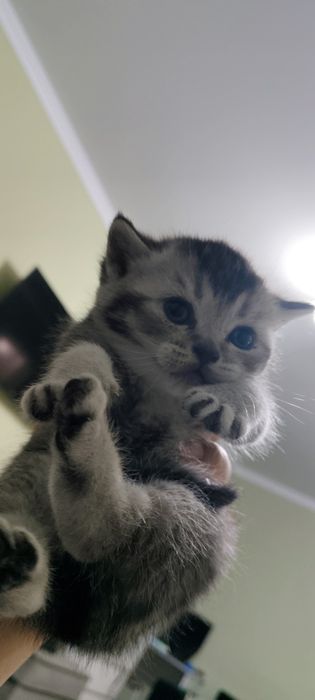 Продам Шотландский котят