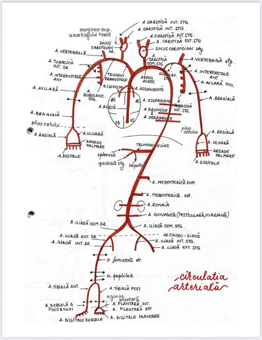 Notițe admitere medicină - biologie