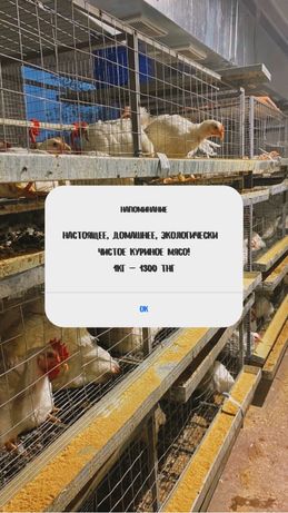 мясо домашних кур. натуральный, экологически чистый продукт. без ГМО