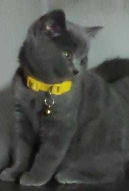 Pui British Shorthair