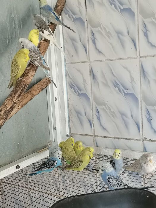 Vând papagali peruși
