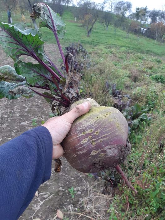 Sfacla rosie foarte frumoasa