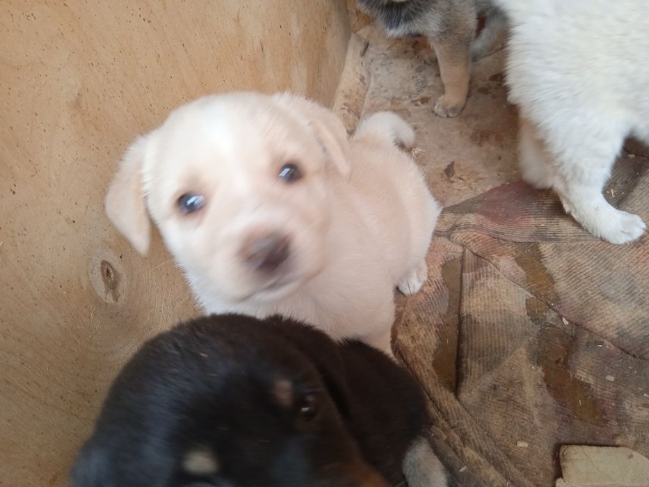 Отдаем даром в добрые руки