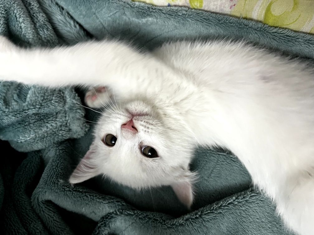 Продается милый котик