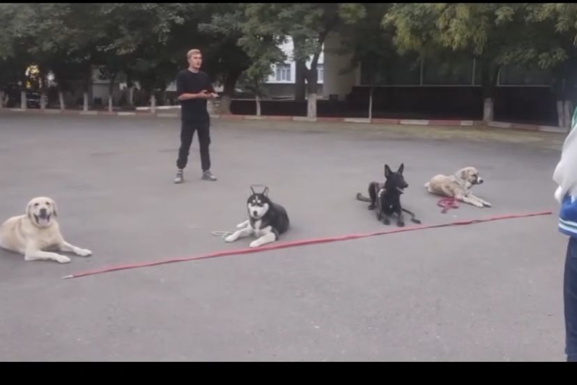 Дрессировка кинолог