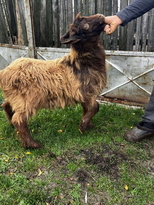 Vând țapi și o capra stearpa