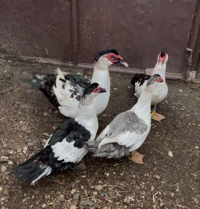 Vand familie Rațe Lesești Varietatea Coțofana