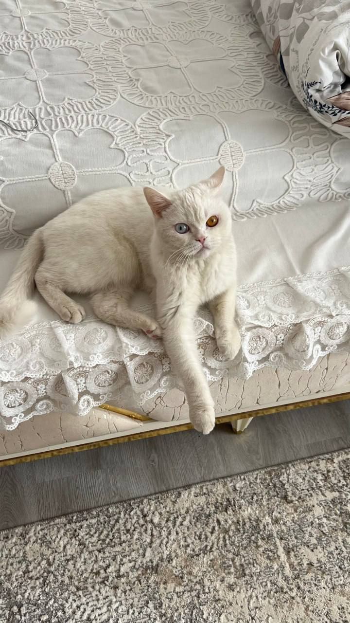 Белая кошка британка