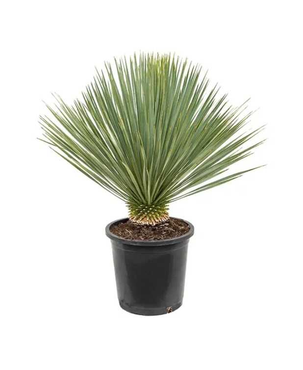 Yucca rostrata ( plante ornamentale ) Palmieri, magnolia etc