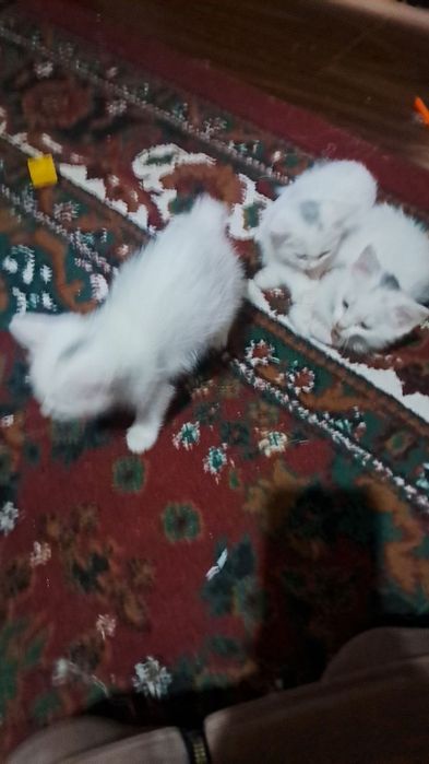 Мушук болалари сотилади Эгасини номери Мушук болалари сотилади