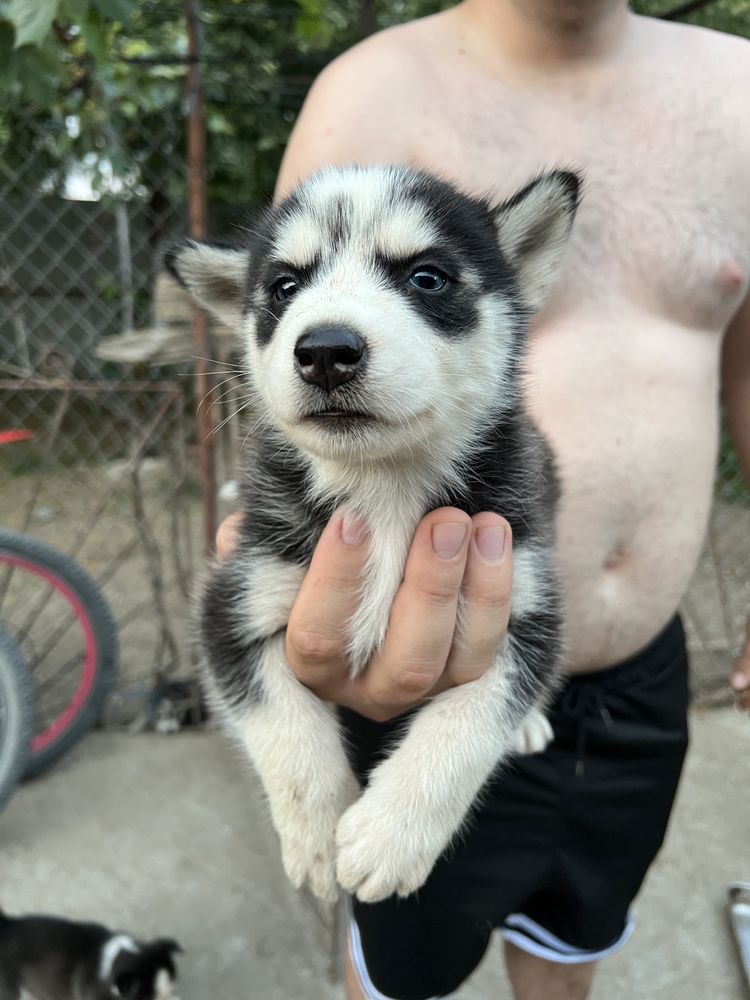Vând Husky Siberian