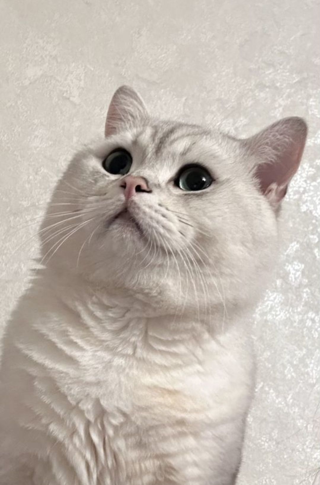 Шикарный кот, шиншида серебро вязка