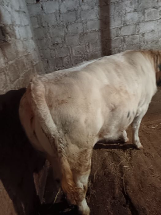 Vând junică belgian