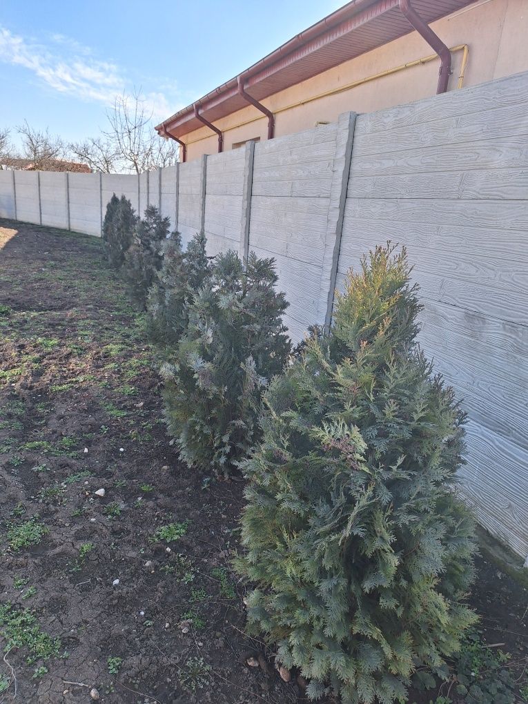 Chiparos Albastru Columnaris, este un conifer ornamental