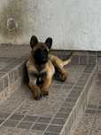 Mascul Ciobanesc Belgian Malinois