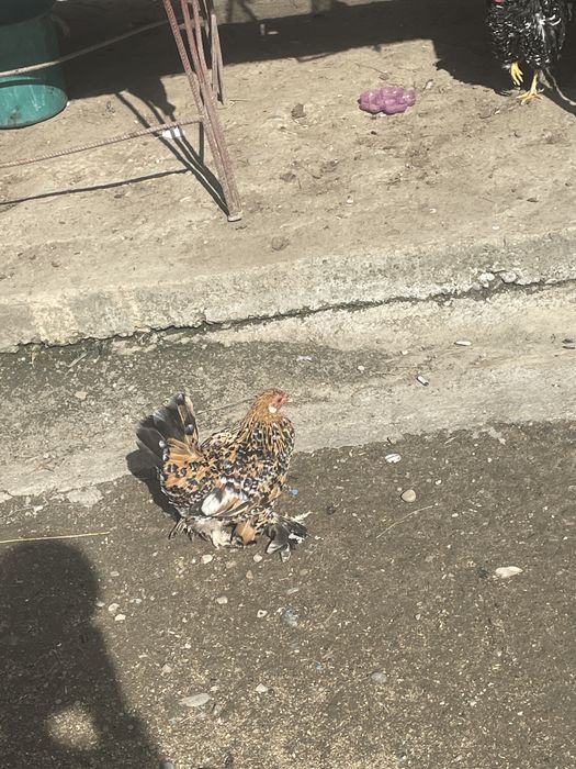 gaini pitice mii de flori familie , sunati pentru mai mulye detalii