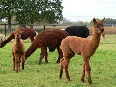Vând Alpaca perechi
