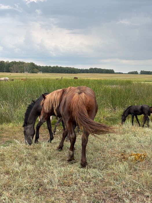 Продается жеребцы