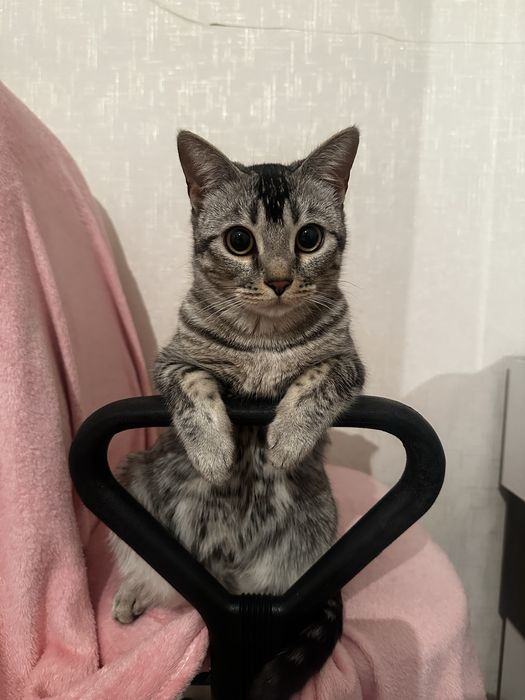 Отдам кошку в добрые руки