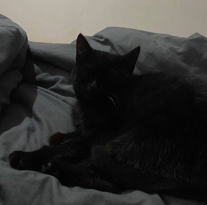 Отдаем ЧЕРНУЮ КОШКУ в самые добрые руки