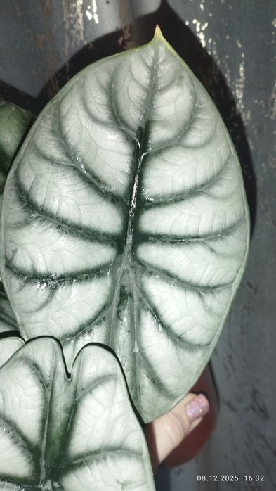 Продается Шикарая Алоказия Серебристый дракон