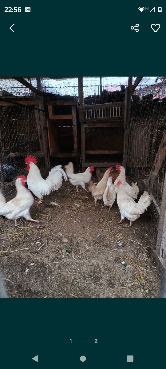 Oua de sussex,pita pinta,leghorn,bresse