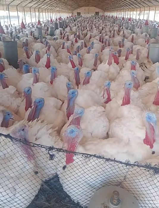 Kurka induk sotiladi