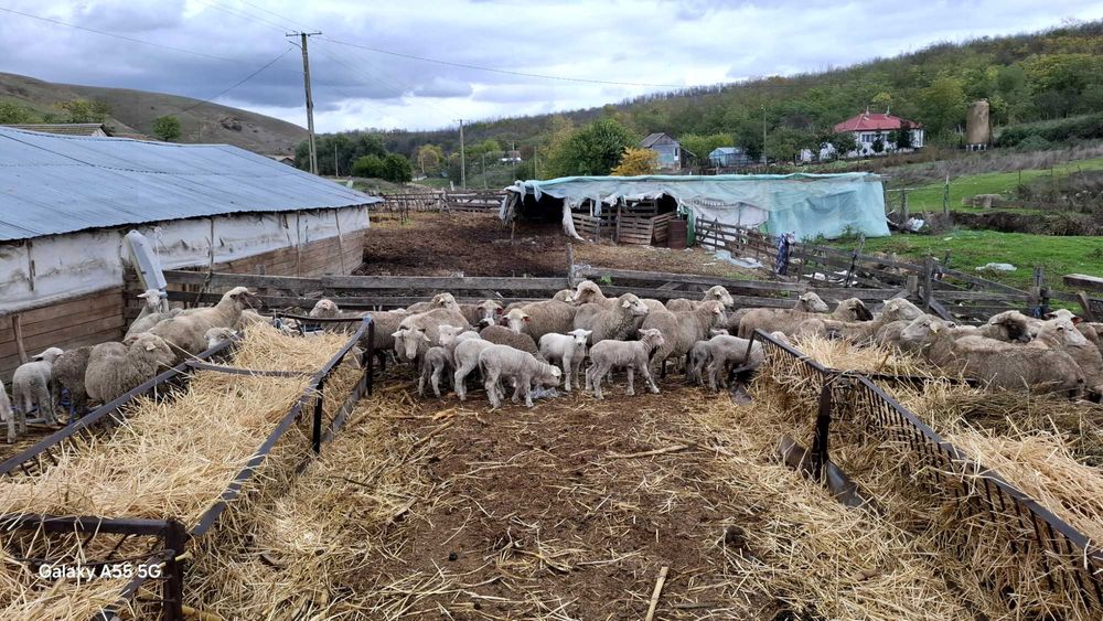 Vand 200 de oi merinos ,dintre care 50 cu miei