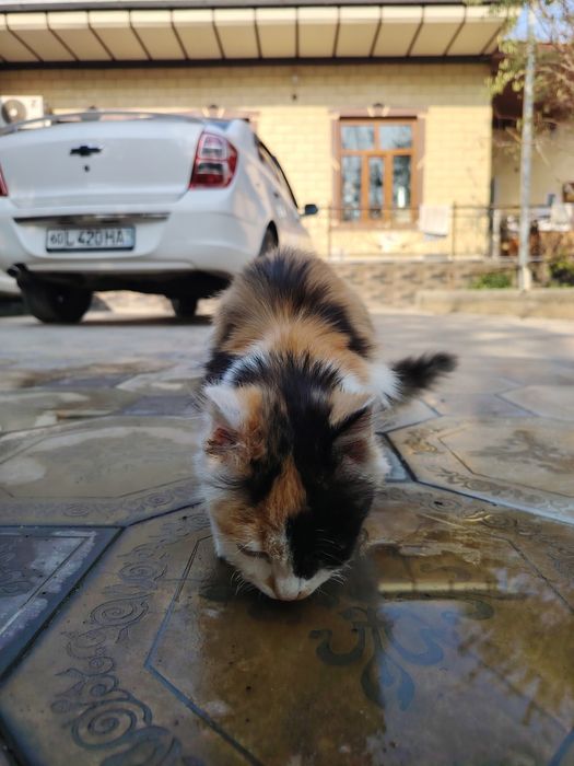 Уй Мушук сотилади