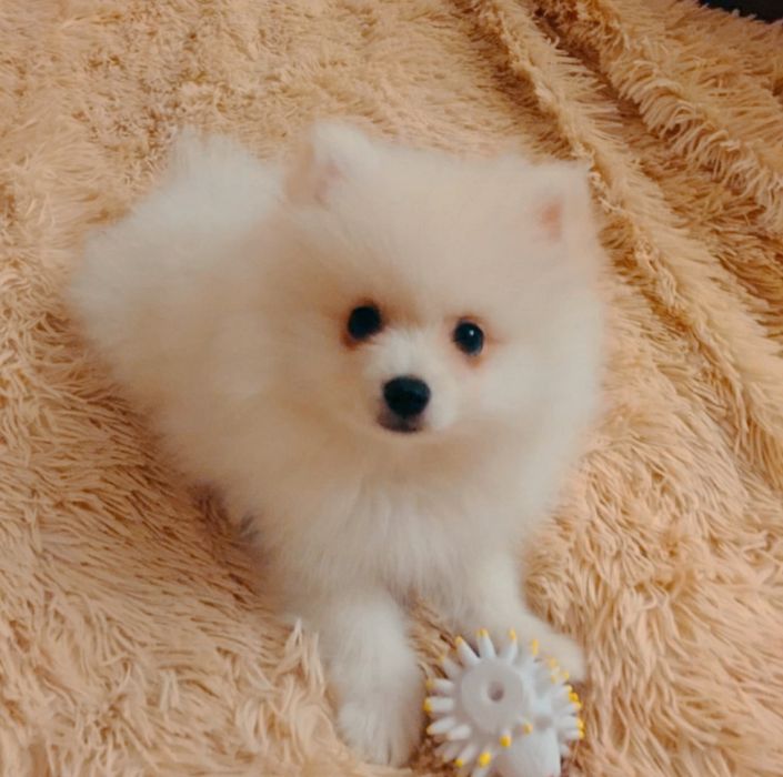 Пушистые комочки шпица