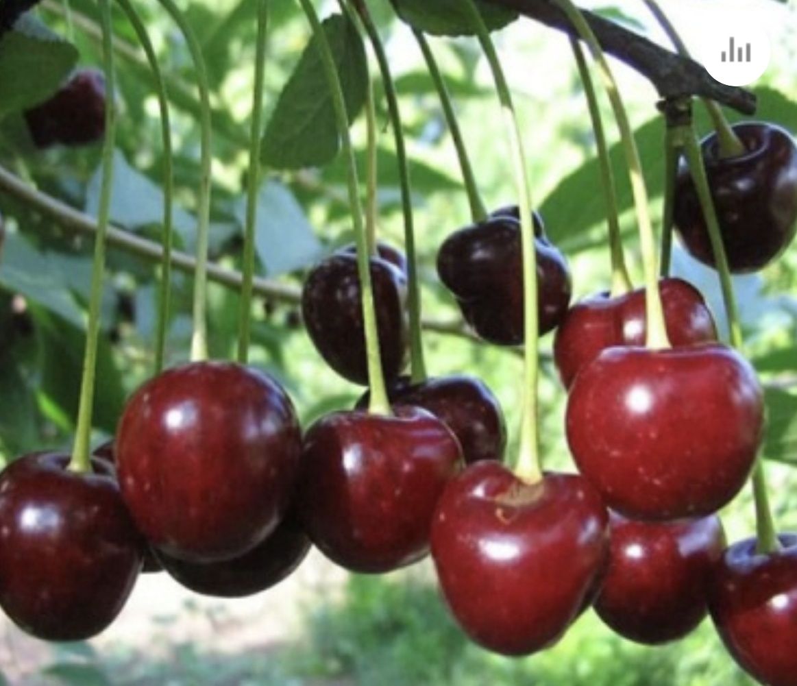 Продам Домашнюю Вишню