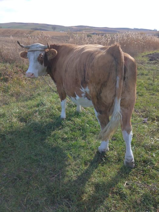 Vaca bălțată românească