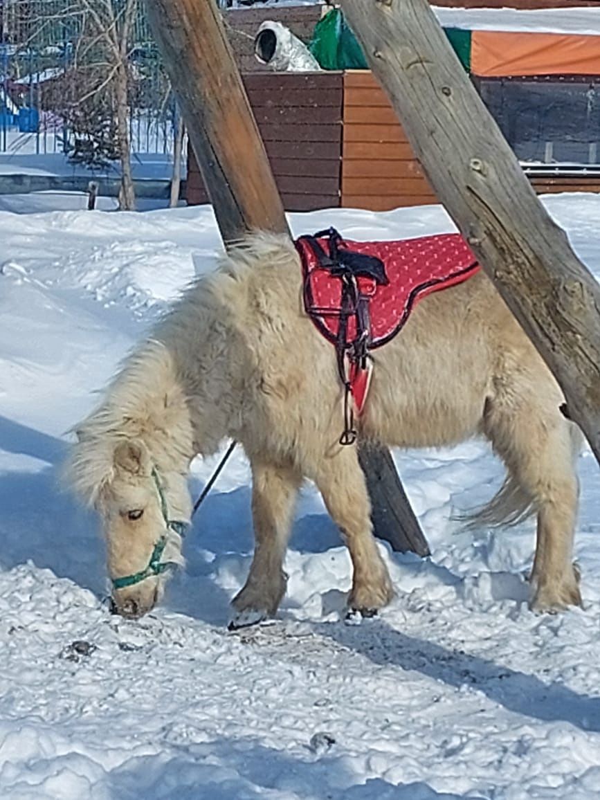 Пони мальчик продам