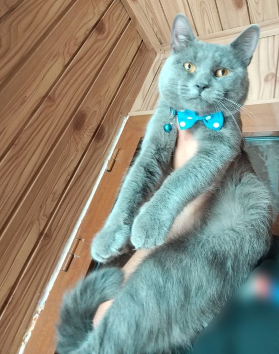 Skotish strayt mushuk sotiladi