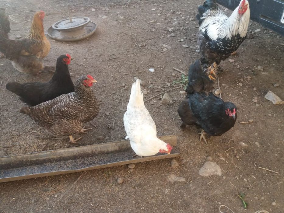 Молодые курочки плимутрок и несушка