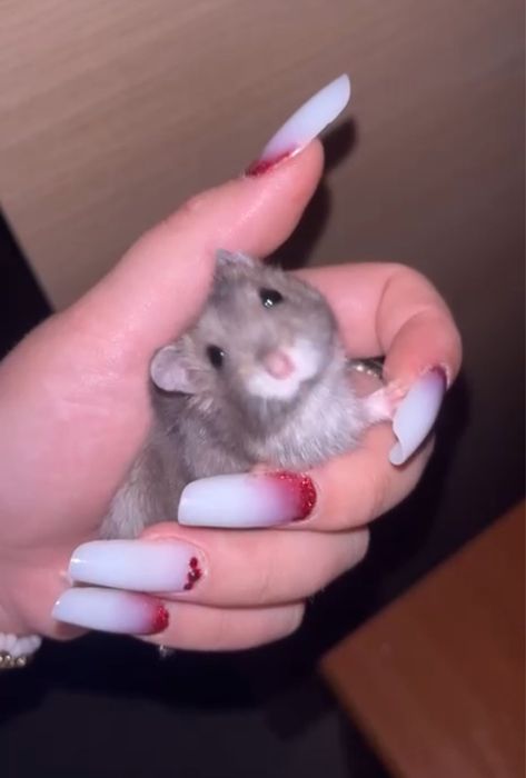 Donez hamsteri