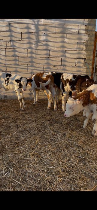 Aduc viței mici pe comandă asigură transport în toată România