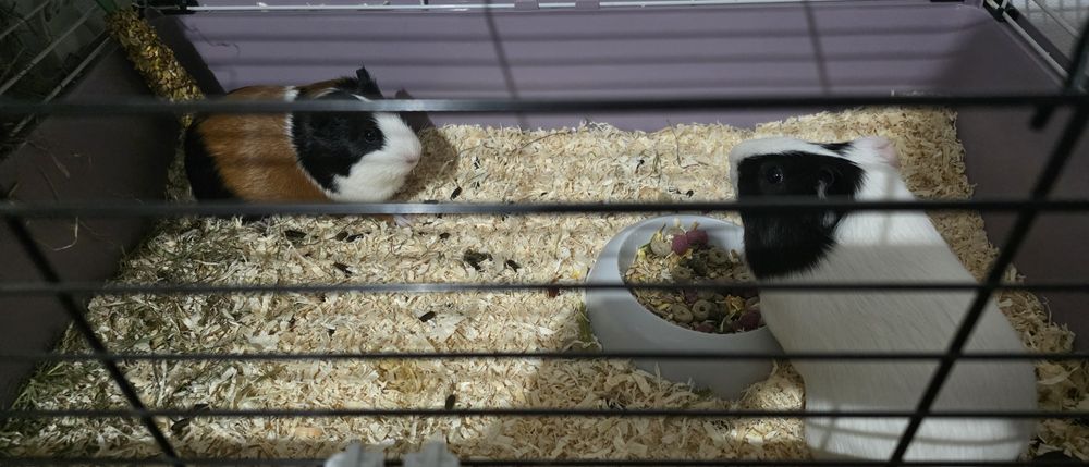 Porcusorii de guineea