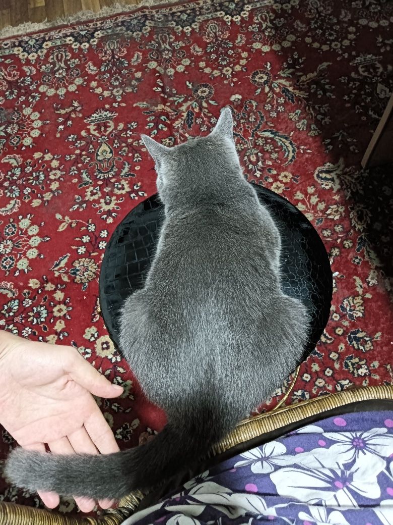 Кошка-мать со своими 3-месячными котятами