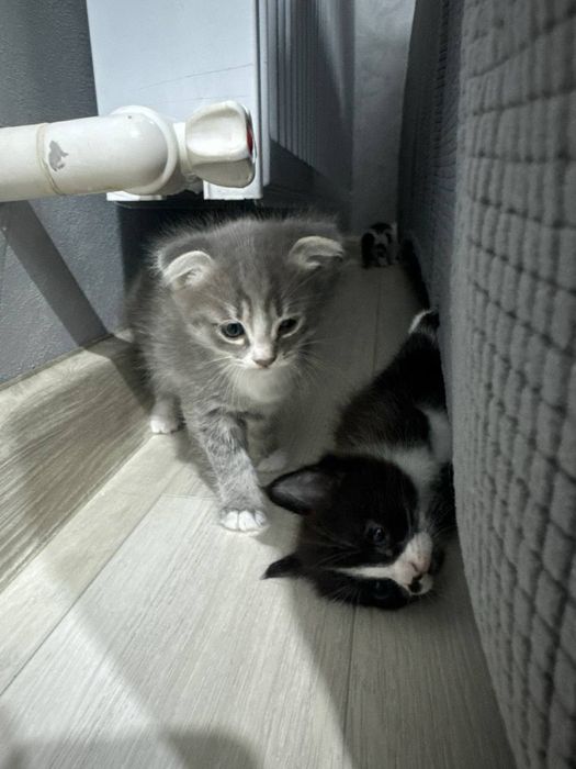 Кошка породистая