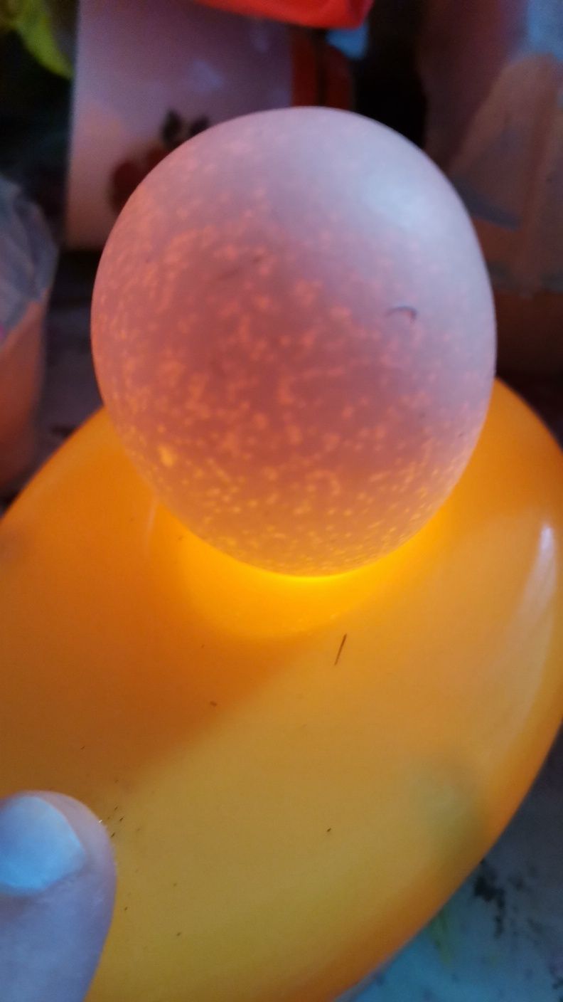 Vand oua pentru incubat rasa Brahma diferite culori.