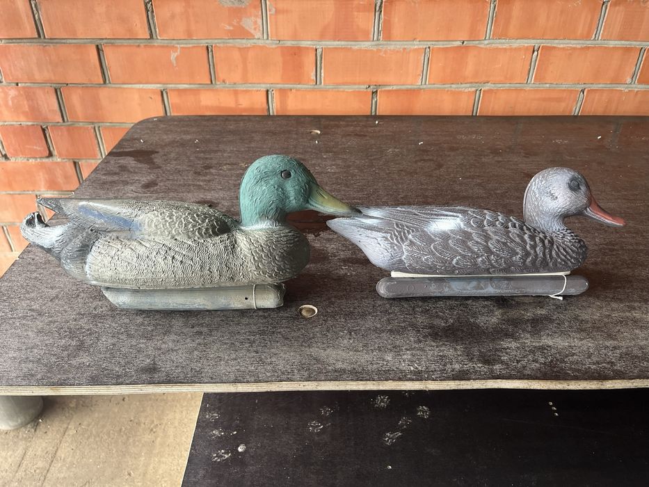Продам чучело кряква селезень (приманка )