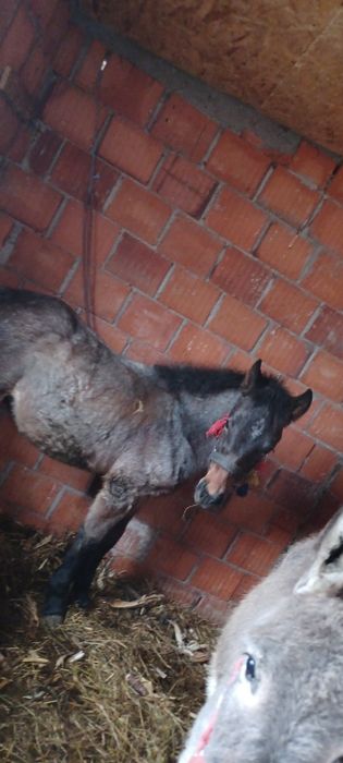 Vand un manz de 5 jumate