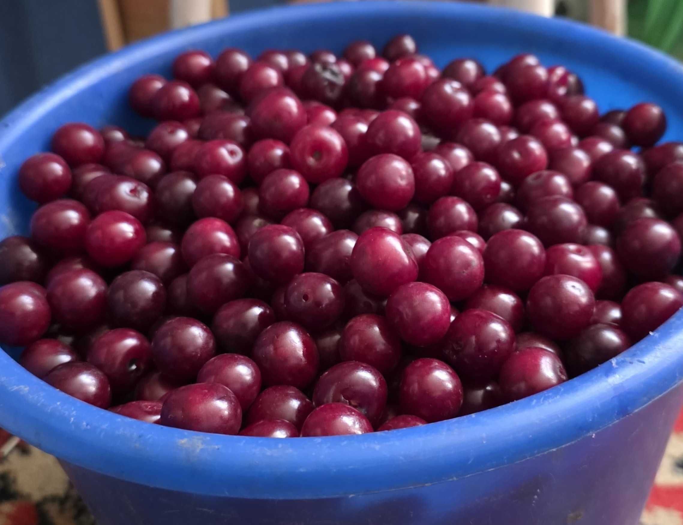 Продам крупную садовую вишню, соберу по предзаказу, 10 л - 5000.