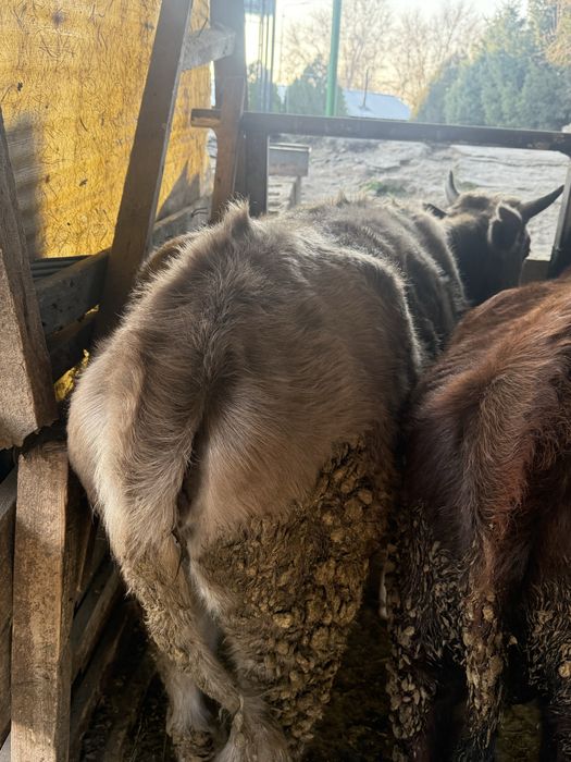 Продам телку стоит на